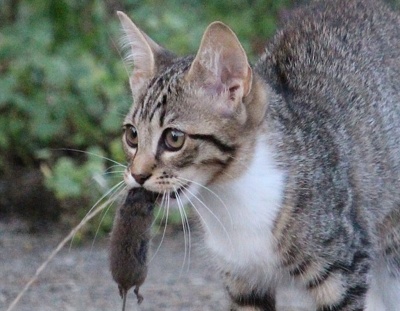 Katz und Maus: eine einzigartige Beziehung