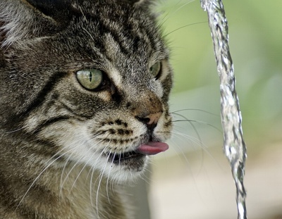 Wasser für die Katz