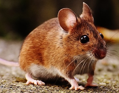 Nahrungsmittel Maus