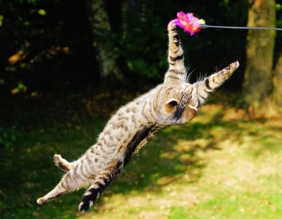 CatsMouse-Gutes-Leben-Konzept