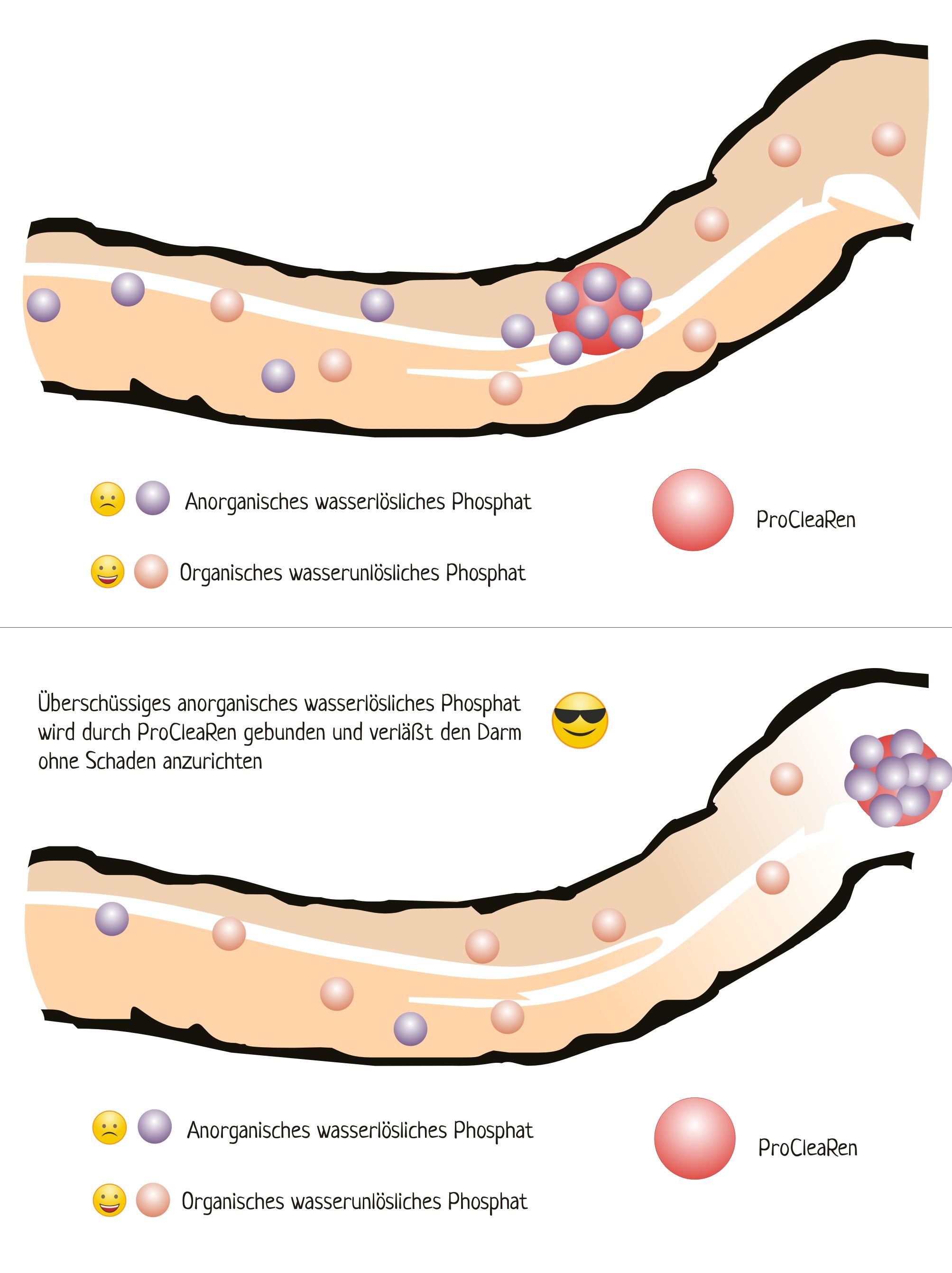 Chronische Niereninsuffizienz Der Katze Catsmouse